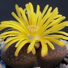 Lithops - lebende Steine (Lithops aucampiae)