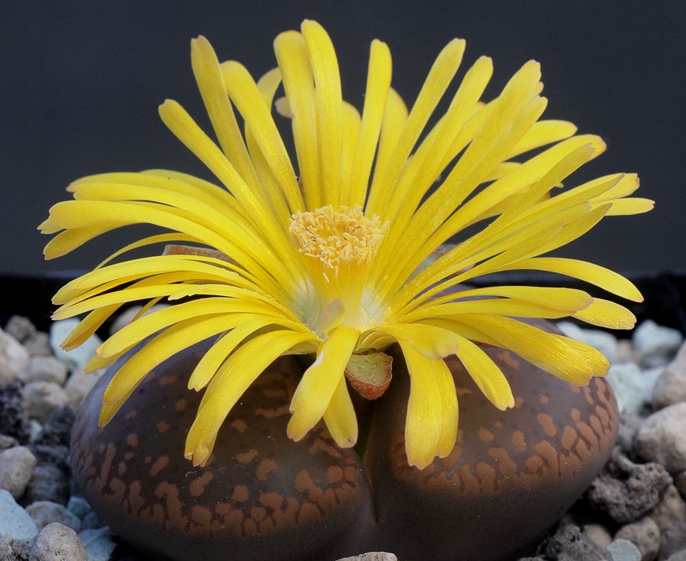 Lithops - lebende Steine (Lithops aucampiae)