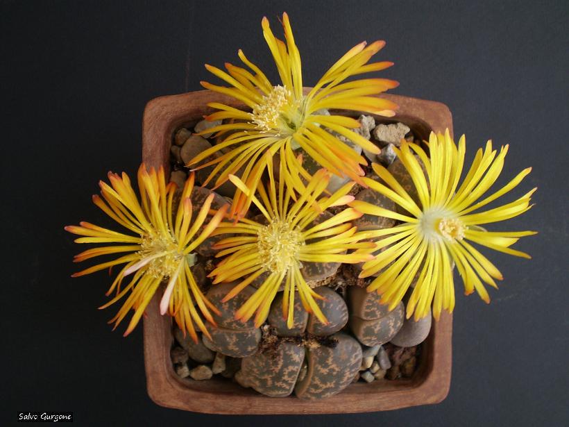 lithops leslei