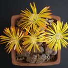 lithops leslei