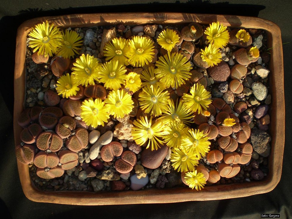 lithops-mix-2