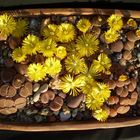 lithops-mix-2