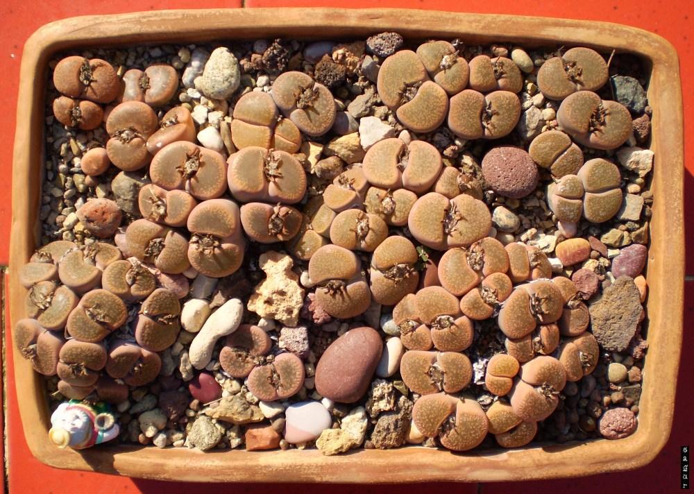 lithops mix