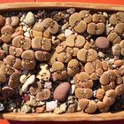 lithops mix