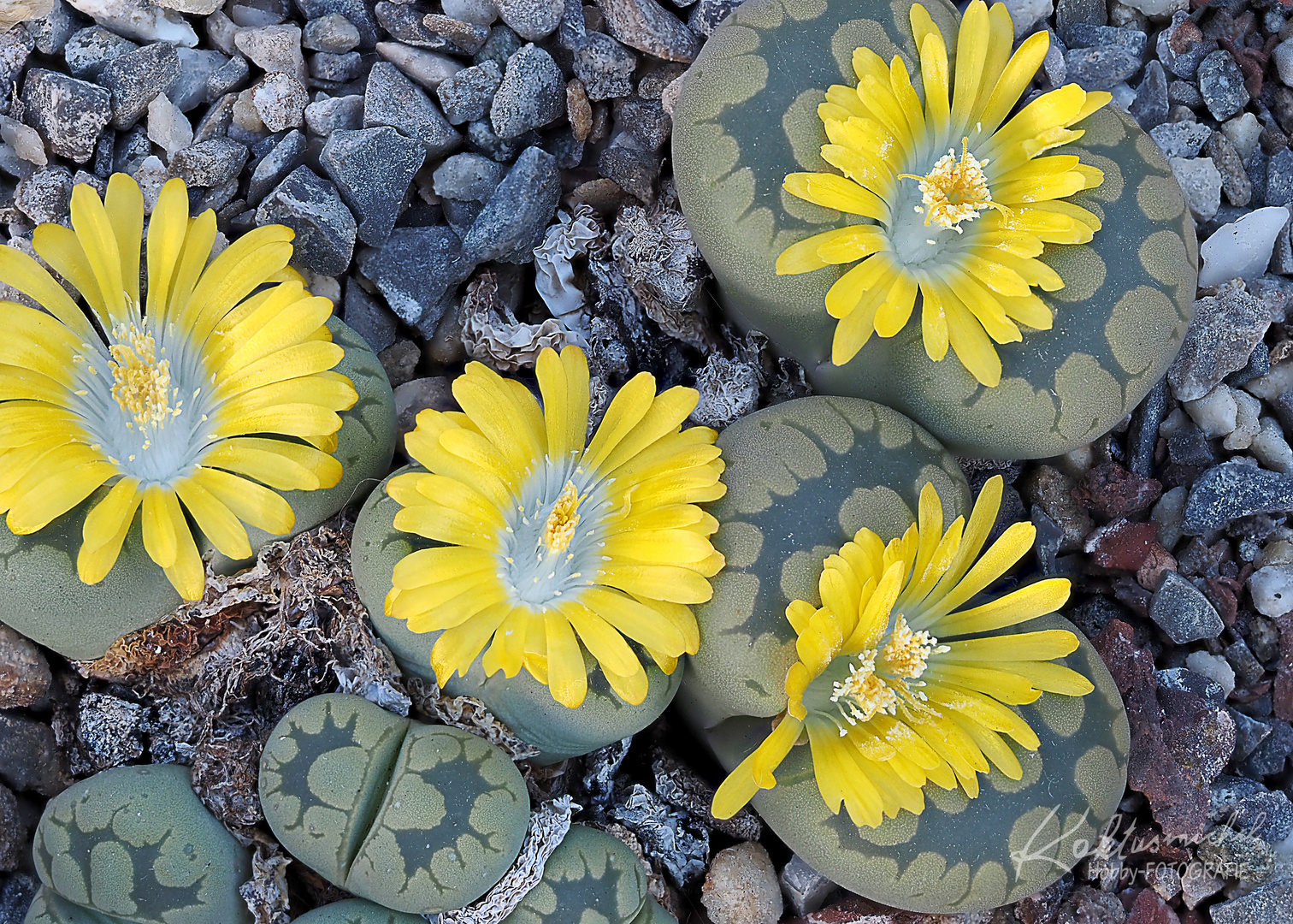 Lithops otzeniana