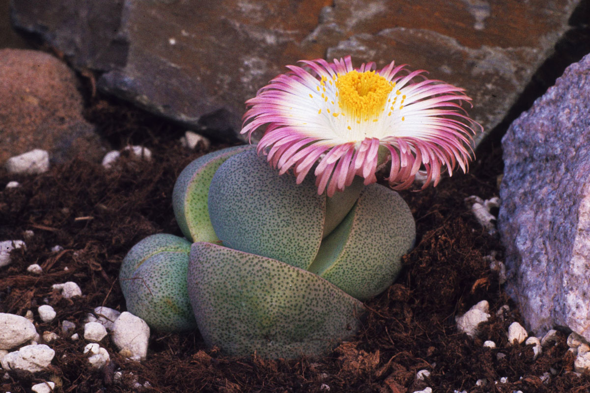 Lithops Pleiospilos