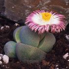 Lithops Pleiospilos