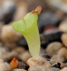 Lithops Sämling