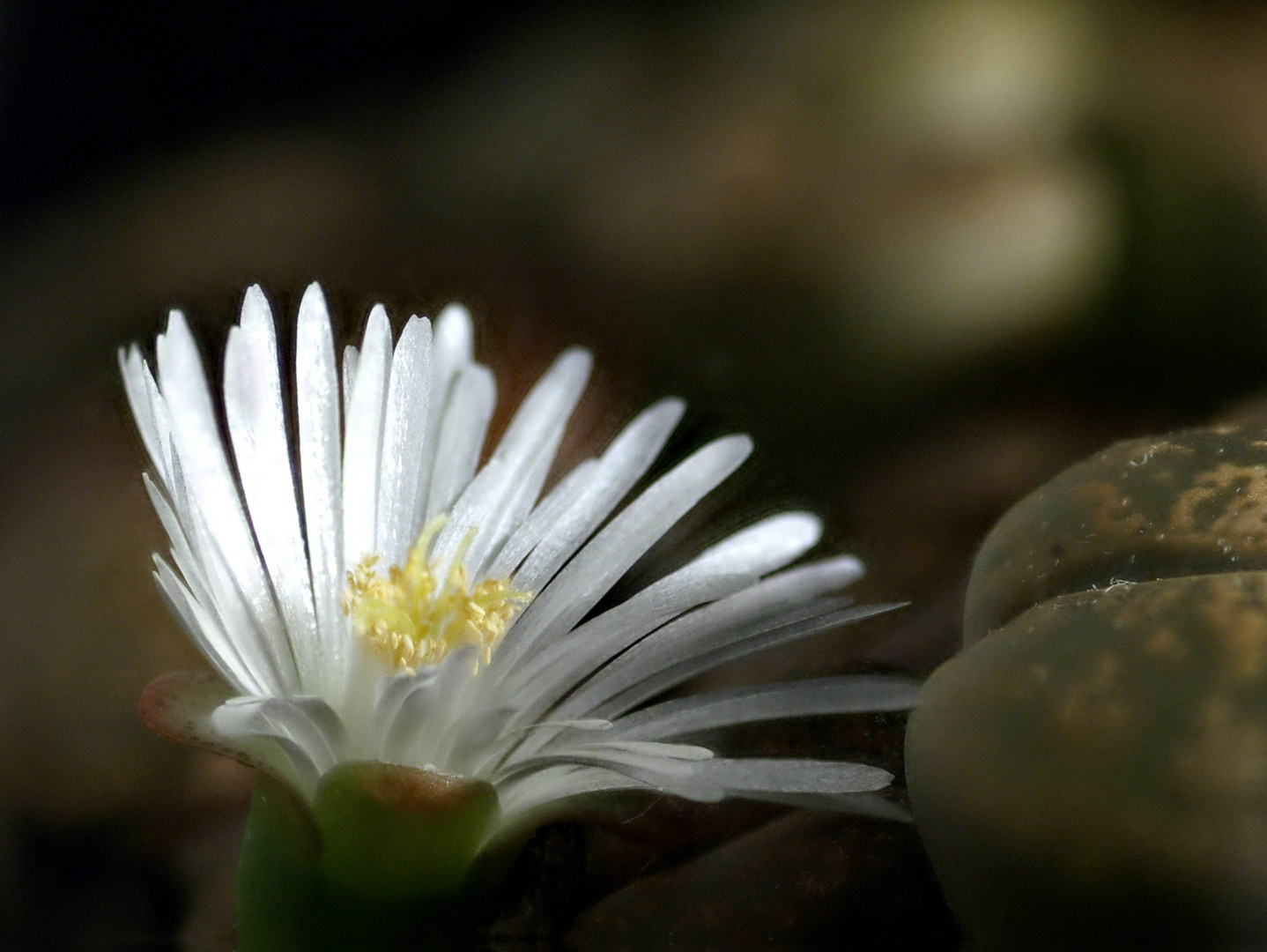 Lithops62