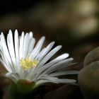 Lithops62