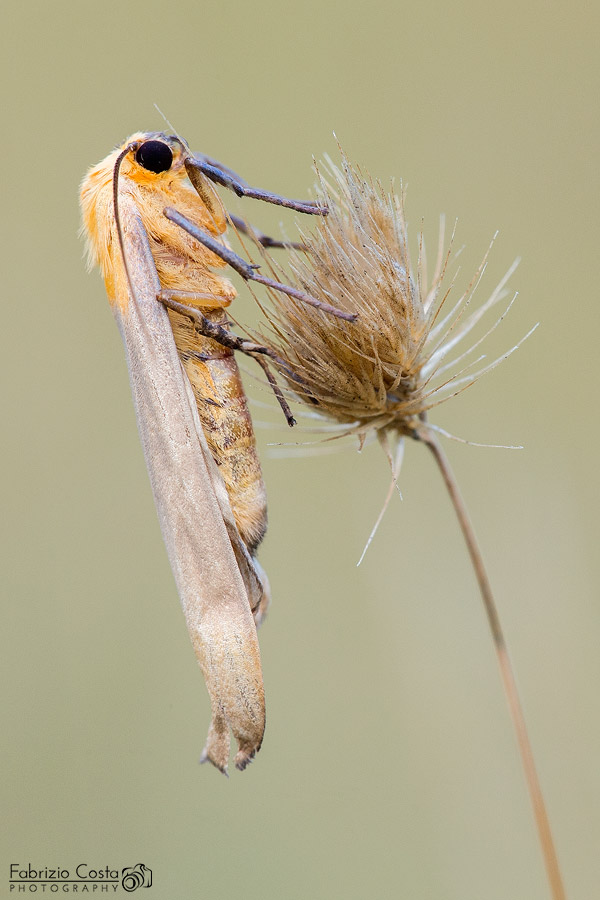 Lithosia quadra