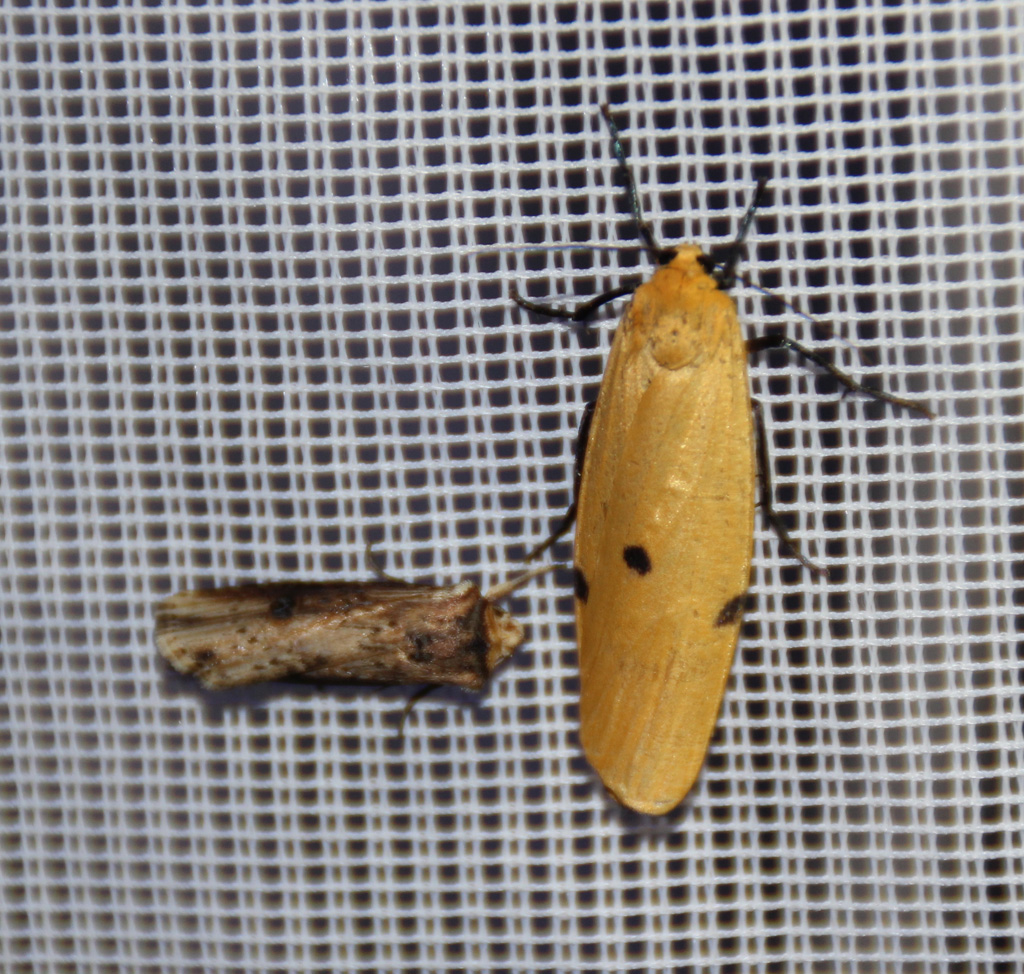 Lithosia quadra- Vierpunkt Flechtenbärchen  Weibchen 