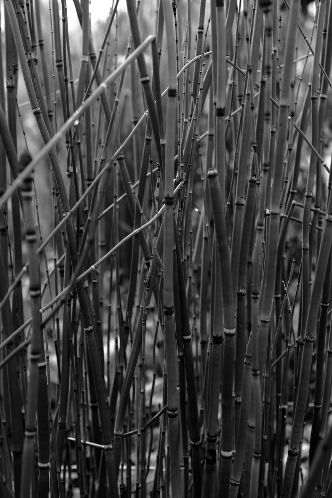 litle bambou