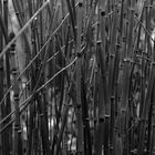 litle bambou
