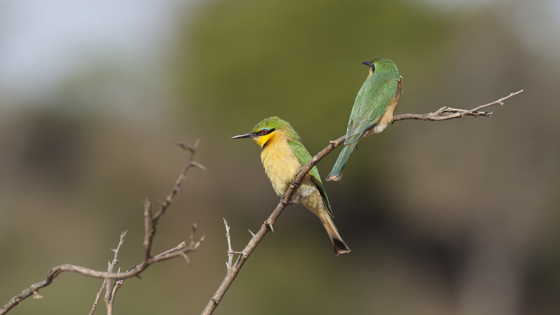 Litle Bee Eater