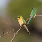 Litle Bee Eater