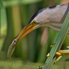 litle bittern with tadpole