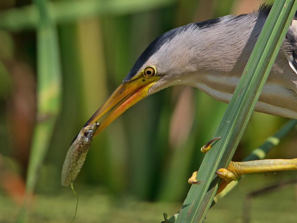 litle bittern with tadpole