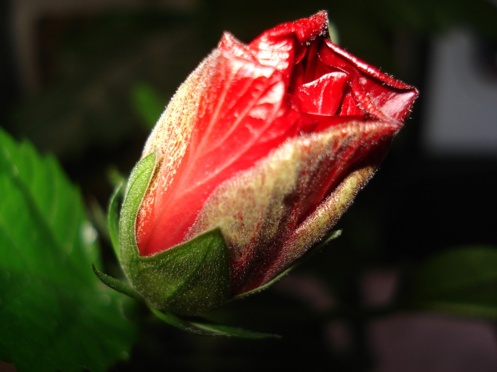 litle rose