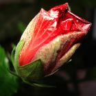 litle rose