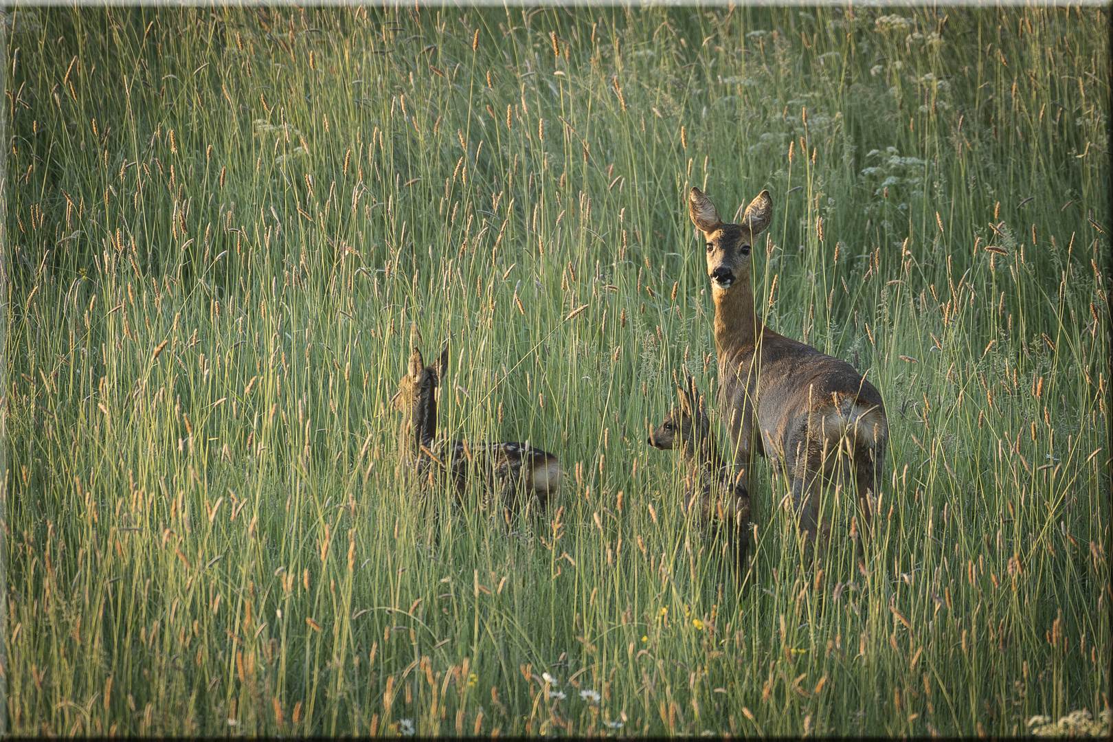 Litlle Family...   ...oder...