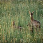 Litlle Family...   ...oder...