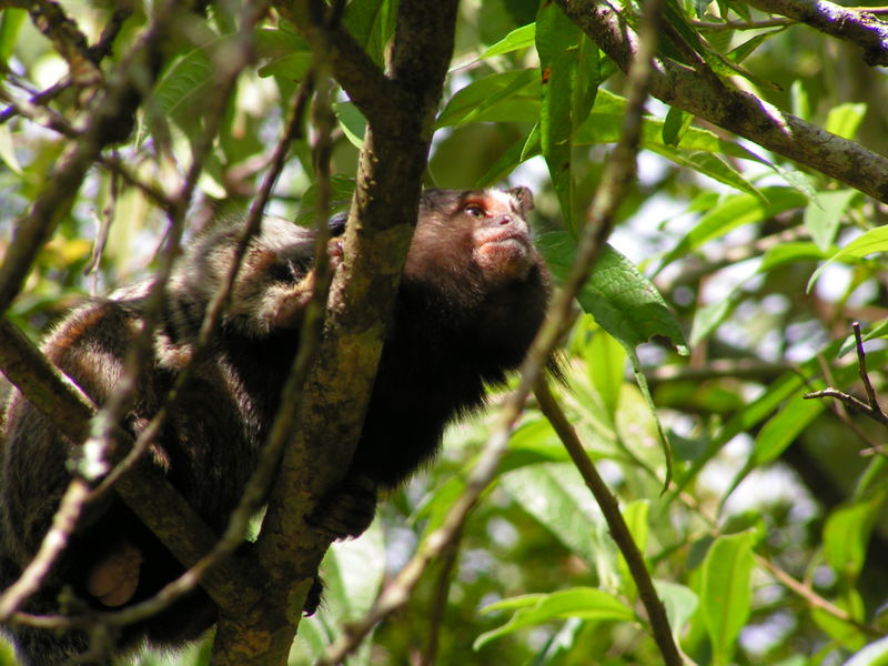 Litlle monkey in Atlantic Forest