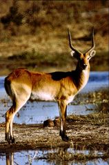 Litschi - Moorantilope      Moremi NP - Botswana