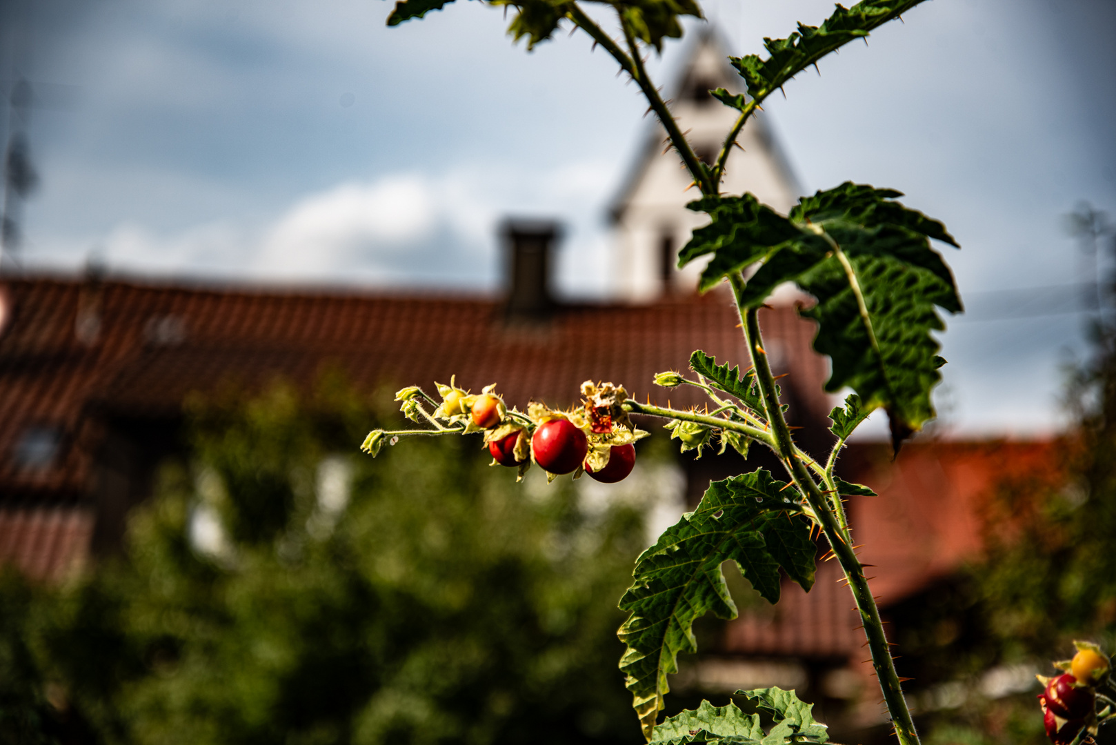 Litschi Tomaten