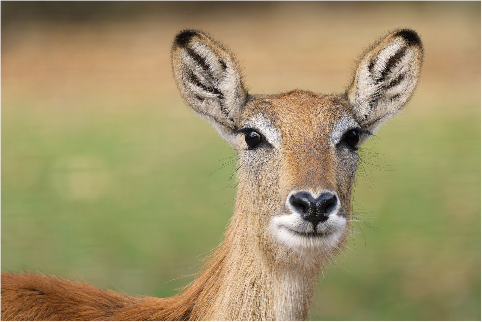 Litschi Wasserbock (weiblich)