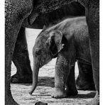 Littel Elephant
