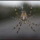 littel spider