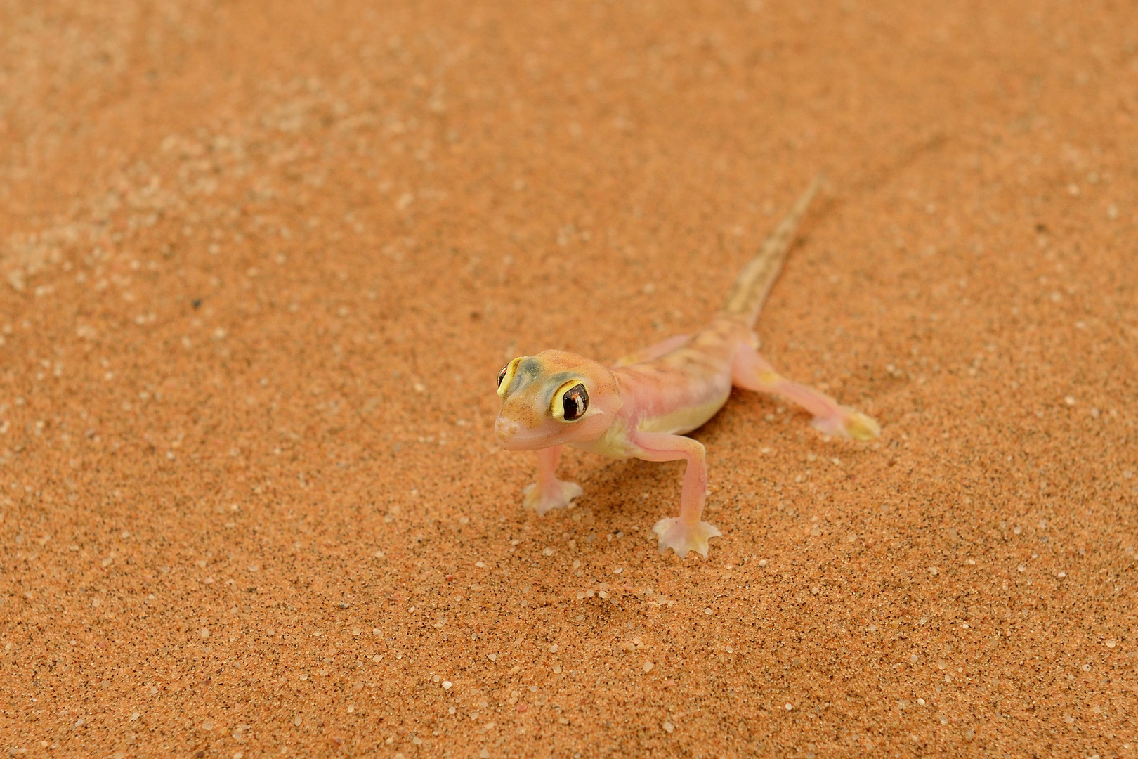 Little 5 in der Namib 02