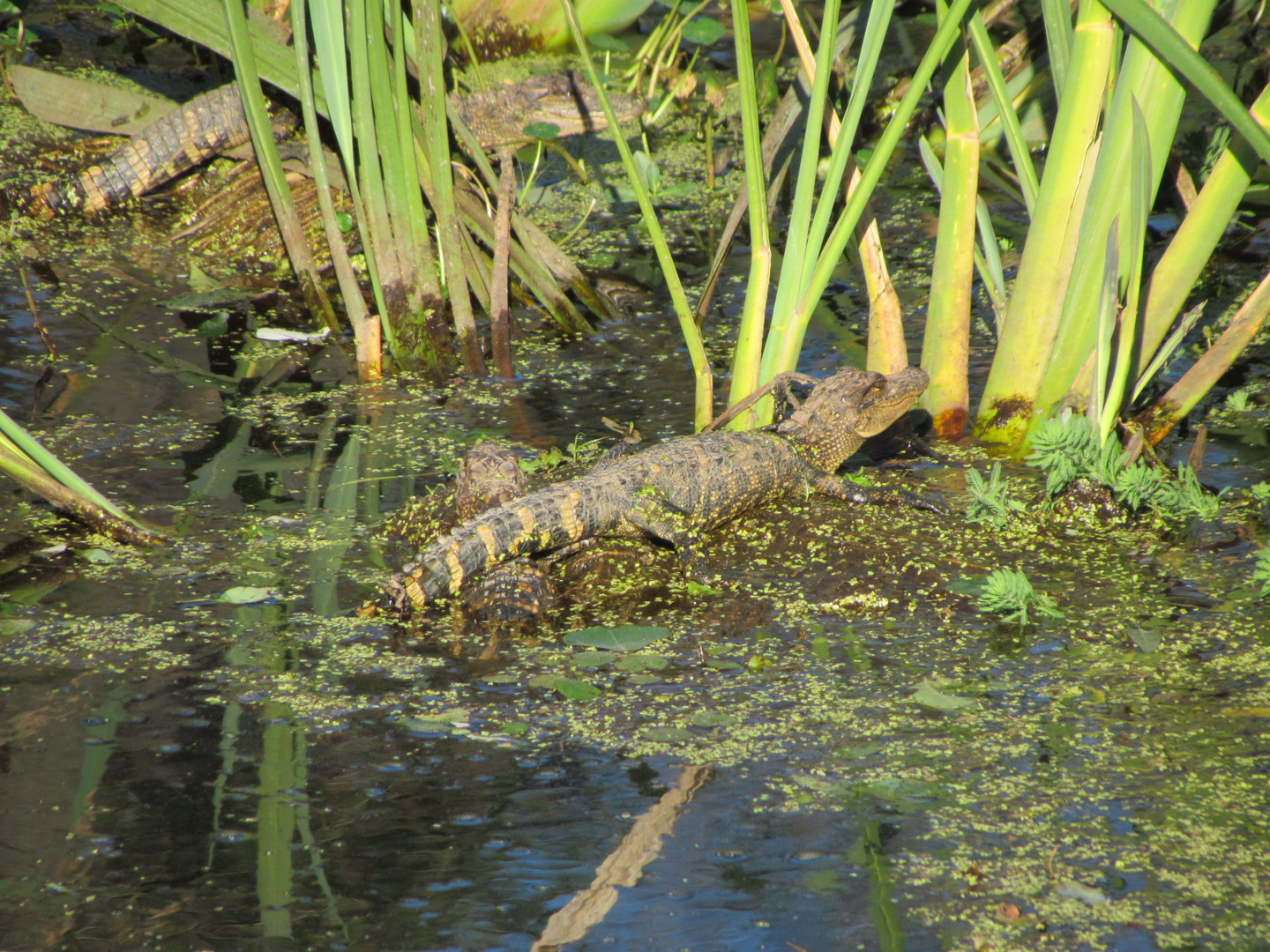 Little alligators