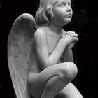 Little Angel praying