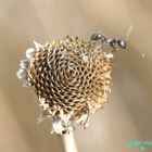 Little ant on dry flower