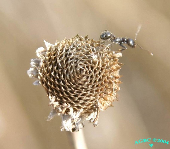 Little ant on dry flower