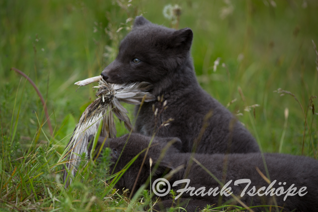 Little arctic fox in Hornstrandir playing with feathers