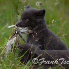 Little arctic fox in Hornstrandir playing with feathers