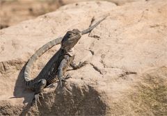 Little Australian water dragon in its full size