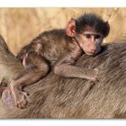 little baboon