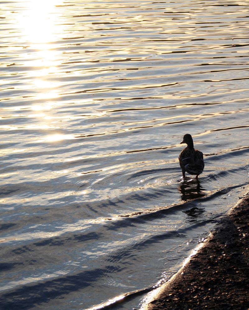 Little Baby Duck