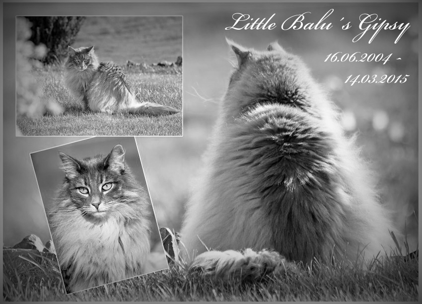 Little Balu´s Gipsy