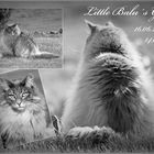 Little Balu´s Gipsy