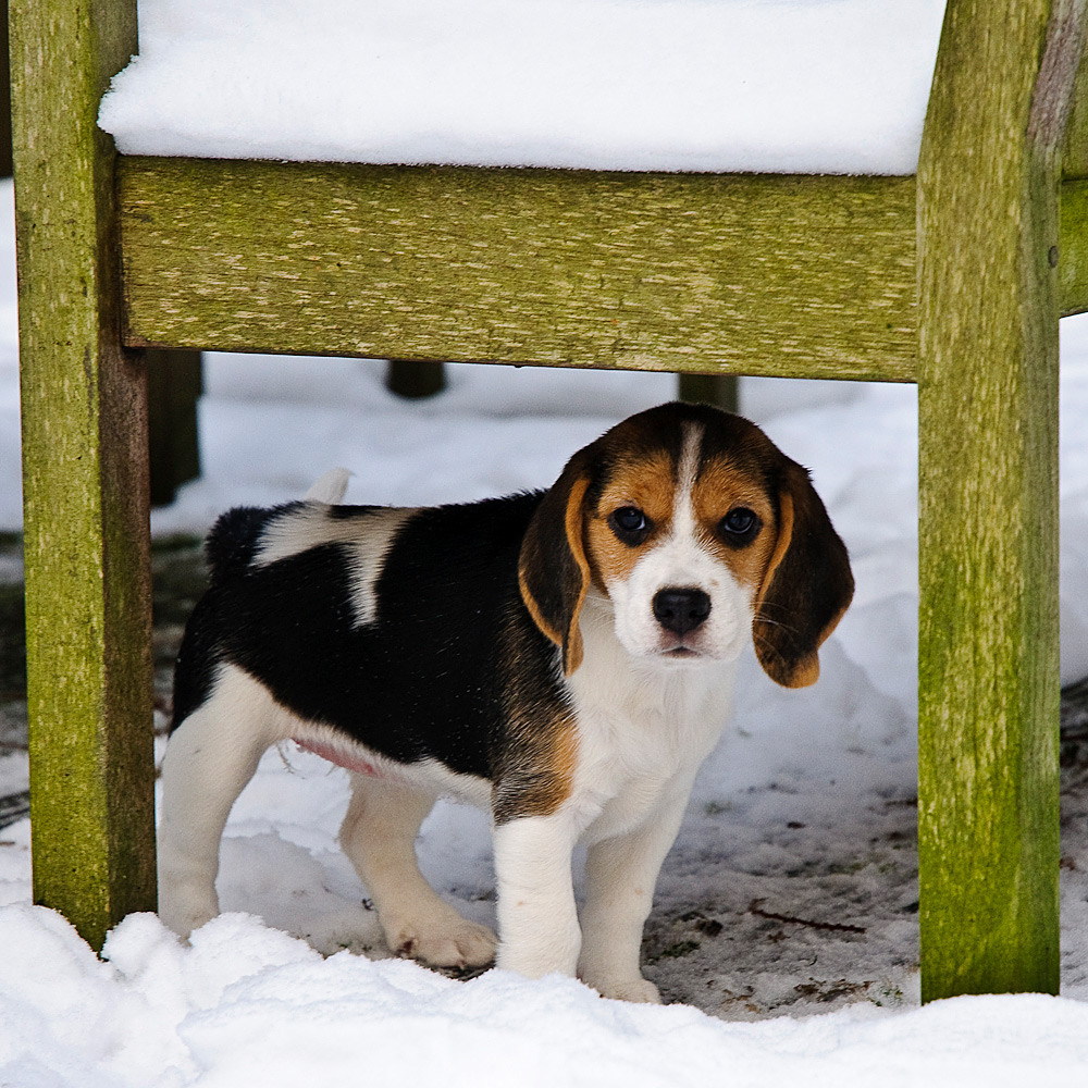 Little Beagle