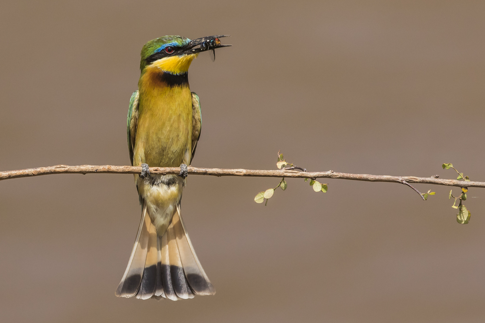 Little Bee-eater