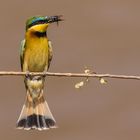 Little Bee-eater