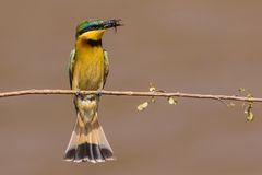 Little Bee-eater