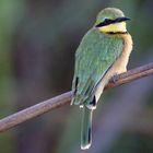 little bee eater