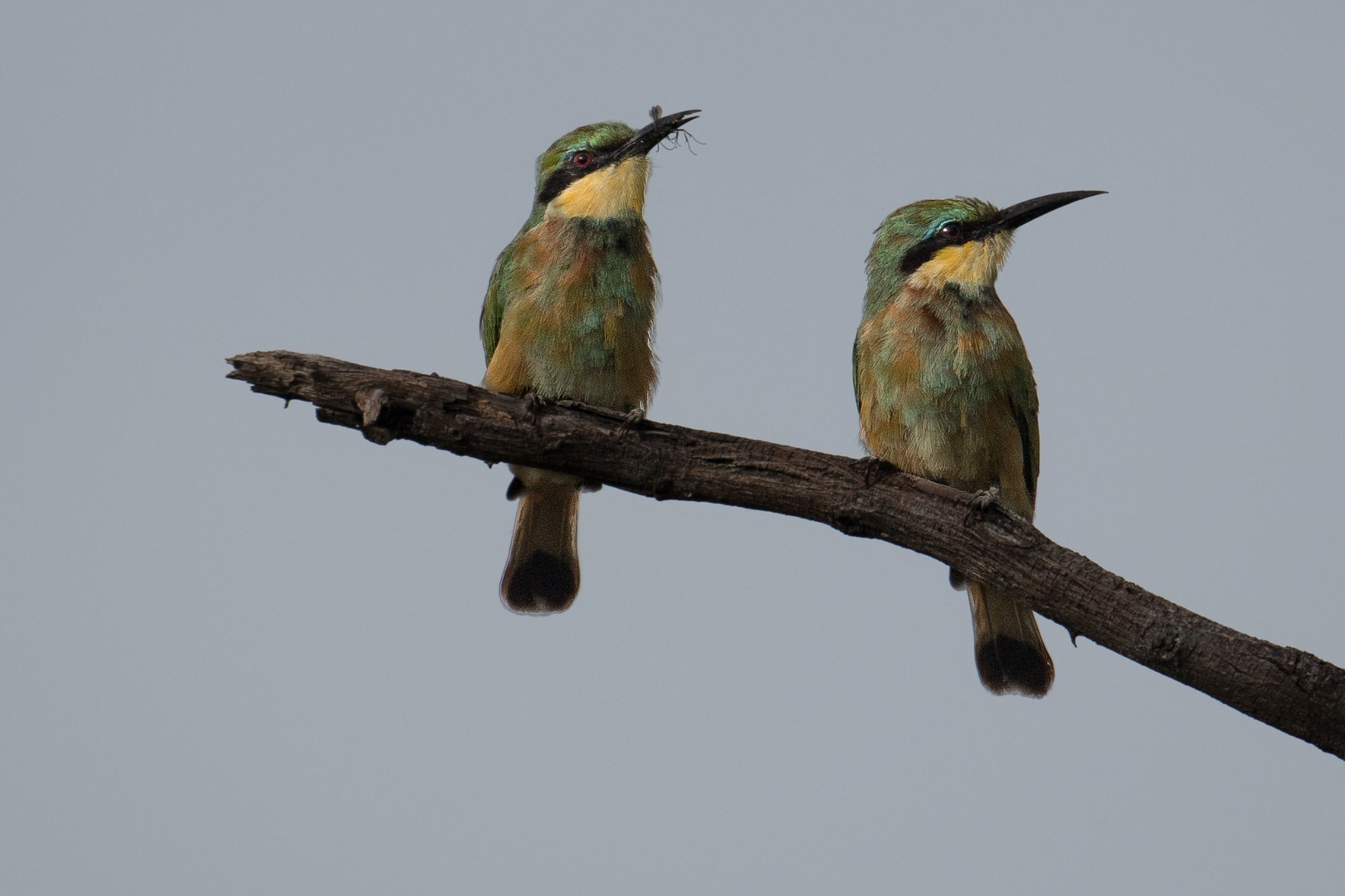 Little Bee-Eater 1